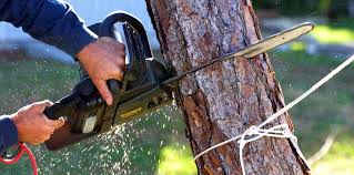 Trusted Southwest Greensburg, PA Tree Care Experts