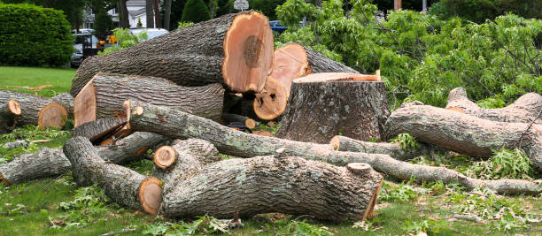 How Our Tree Care Process Works  in  Southwest Greensburg, PA