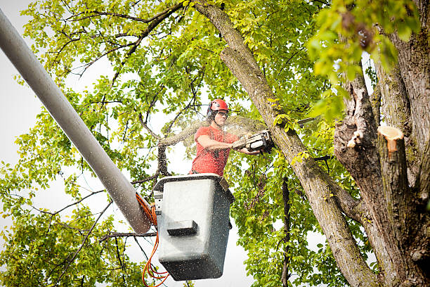 How Our Tree Care Process Works  in  Southwest Greensburg, PA